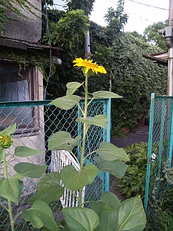 ひまわり