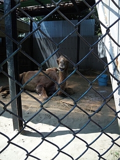 野毛山動物園のツガルさん