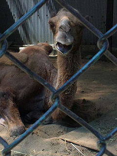 野毛山動物園のツガルさん