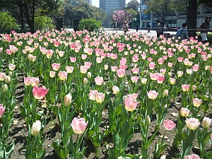 横浜2012春