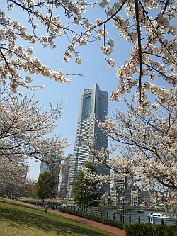 横浜2012春